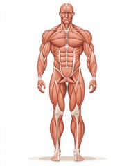 flat art of human muscle. full body human muscle