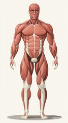 flat art of human muscle. full body human muscle