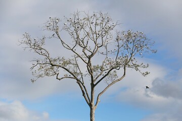 Many Asian Openbill were sitting on the branches of a large tree that didn't have many leaves.