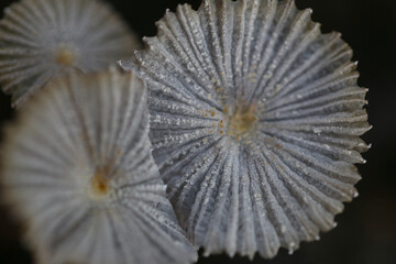 Obraz premium Poisonous Delicate Fungi with Intricate Caps in Nature