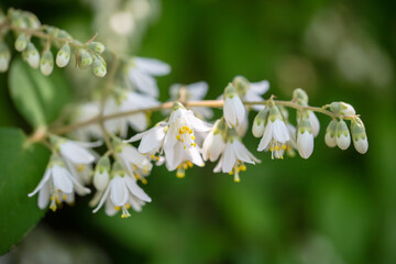 deutzia crenata
