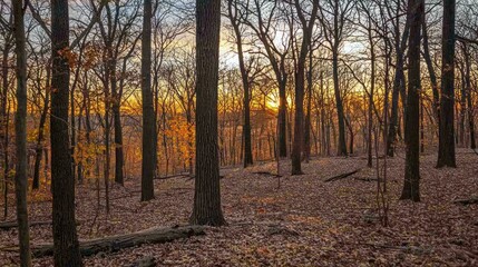 Obraz premium A quiet forest waking up to the soft light of sunrise filtering through the trees.