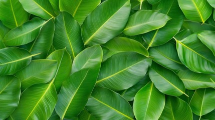 Obraz premium Lush green leaves, a closeup view of vibrant foliage in nature's embrace capturing the essence of natural beauty