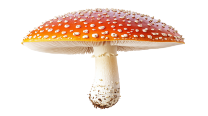 Realistic and detailed of a mushroom with transparent background.