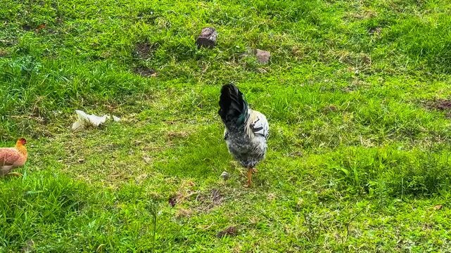 Vibrant Rooster and Tiny Chick Roaming a Lush Green Pasture in the Countryside