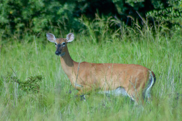 Obraz premium white tailed deer