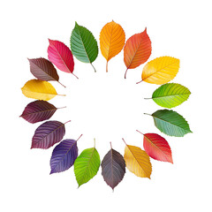 Fototapeta premium Circle of Colorful Autumn Leaves Arranged in a Wreath Shape
