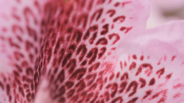 A macro shot of a flower petal with dark red and pink patterns.