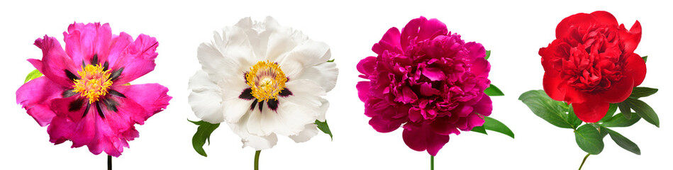 Collection peony head isolated on white background. Beautiful spring flowers. Flat lay, top view
