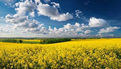 Fototapeta premium sunny spring landscape with bright blooming yellow rapeseed and beautiful clouds