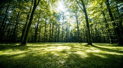 Obraz premium Serene Sunlight Dappled Forest Tranquil Nature Scene Peaceful Green Woods