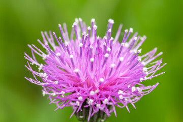 tiger thistle