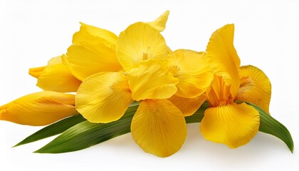 Obraz premium yellow iris isolated on white
