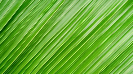 Obraz premium Lush Green Palm Leaf Texture Diagonal Lines Nature Background
