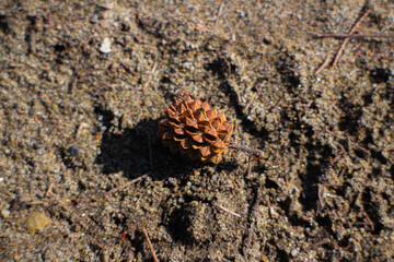 dry pinecone on sandy ground