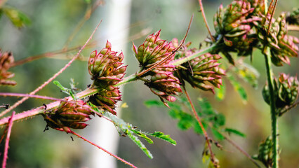 Botanical name Mimosa diplotricha, Mimosa nuttallii