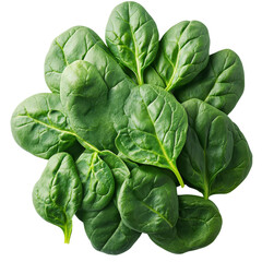 Obraz premium Fresh spinach leaves transparent png for culinary use