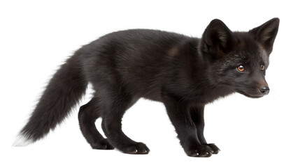 Obraz premium Black Fox Cub. 