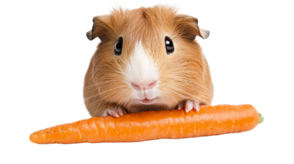 Guinea pig with a carrot isolated on transparent background, PNG file, cute and hungry