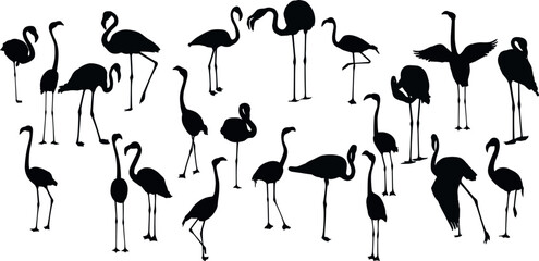 Flamingo pattern, vector, illustration