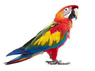 Obraz premium Parrot perched isolated on transparent background, PNG file, colorful feathers