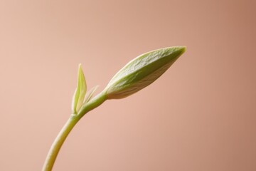 Obraz premium A detailed close up image of a young growing plant