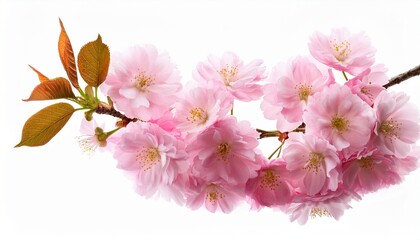 pink cherry blossom branch in spring isolated on white