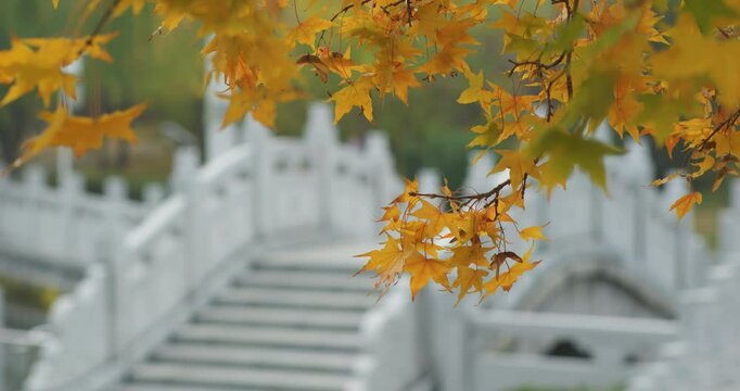 A park in the autumn rain