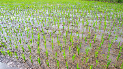 The expanse of green rice fields stretches along the muddy land with the beauty of new rice plants growing in neat rows.