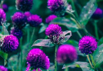 bee on a flower
