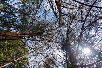 Nadir view of intertwined pine tree branches forming a dense canopy against a bright blue sky. Sunlight peeks through the gaps, creating a lens flare. Themes related to nature, forest and ecosystems