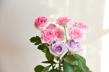 ピンクと紫のばら