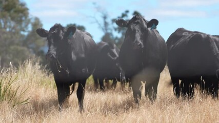 Beef Angus and Wagyu cows grazing in a field in a dry summer. Cow Herd on a farm practicing regenerative agriculture on a farming landscape. Fat Cattle at dusk