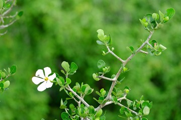 Close-up photo of a flower