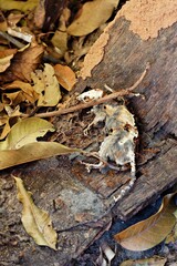 Close-up of a dead rat being eaten by ants.