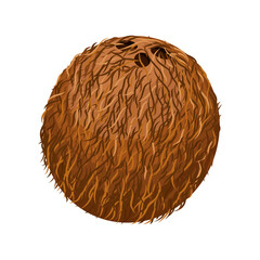 Coconut, Coconut isolated on white, Coconut illustration