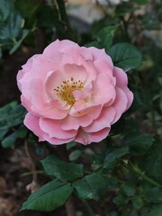 Flowers for Mother's Day(Flores para el d&iacute;a de las madres&nbsp;546)