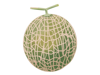 網目のメロン 果物 夏の農作物