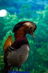 Close-up of lifelike bird specimen model