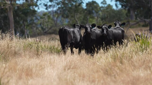 Beef cows and calves grazing on grass on a beef cattle farm in  Australia. breeds include murray grey, angus and wagyu