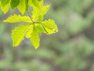 Oak branches with green and yellow leaves in autumn park.