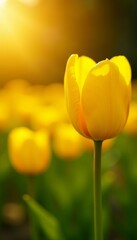 Fototapeta premium Close-up of yellow tulips glowing in the golden sun with a soft focus background, yellow, garden, glow