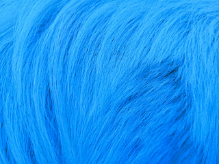 The beautiful background texture from dog fur, close up abstract textured.