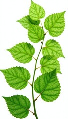 Fototapeta premium Leafy branches with intricate veins isolated on white background, foliage, white