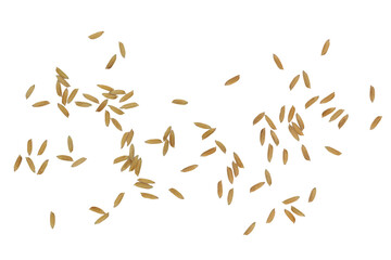 Rice grain and paddy. Close-up of raw rice grain, isolated on black background.