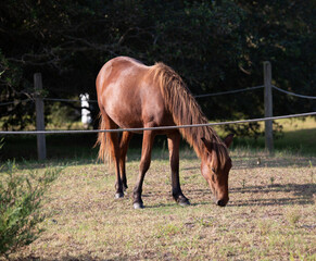 Brown Wild Horse Outer Banks
