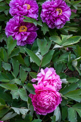 Peony flower