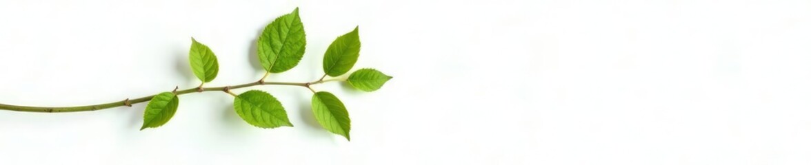 Single branch with leaves on white background, isolated, simple, botanical