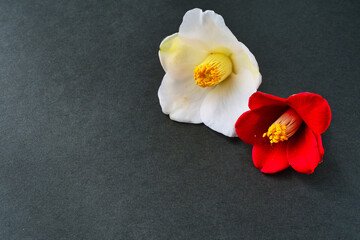 美しい赤い椿と白い椿　黒背景　コピースペースあり　背景素材　Beautiful red camellia and white camellia on black background with copy space background material