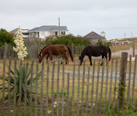 Wild Horses in the Outer Banks